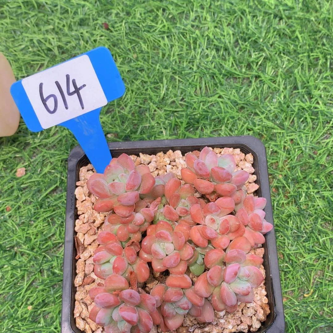 凌*白鹭呀7272727