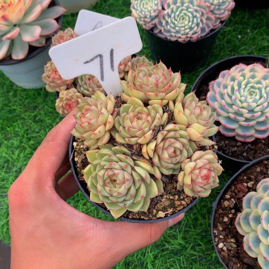 李*胖本吧62727272多肉植物