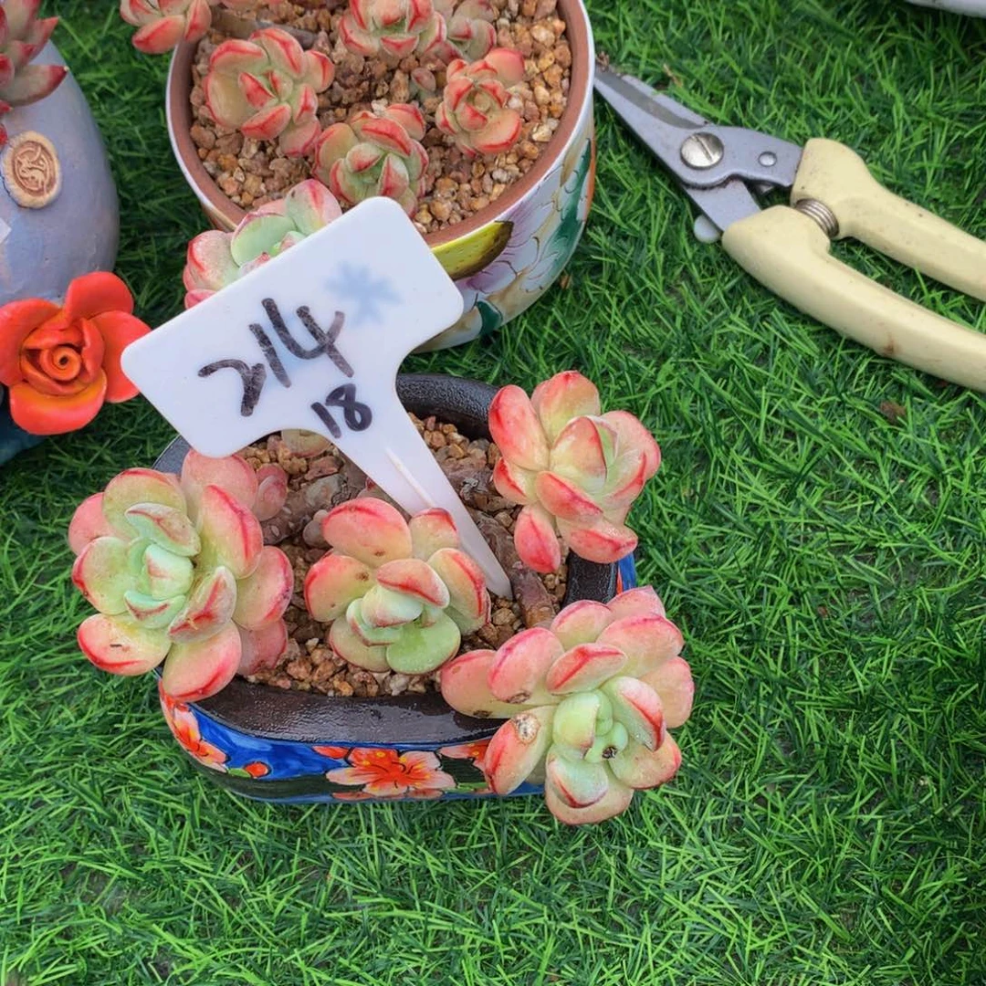 虎*香草读肉植物u72727