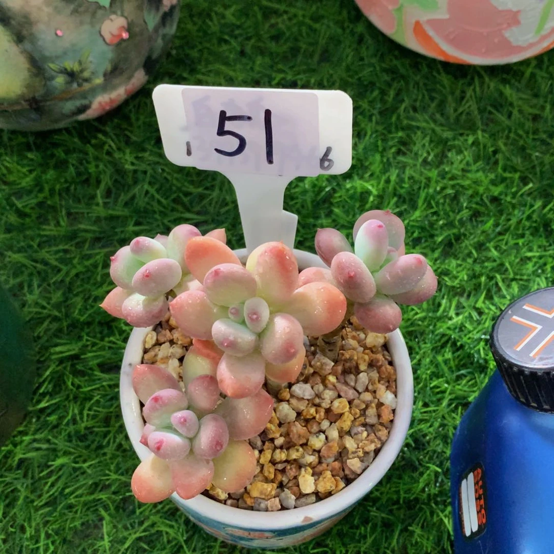 小*三日月美人多肉72727