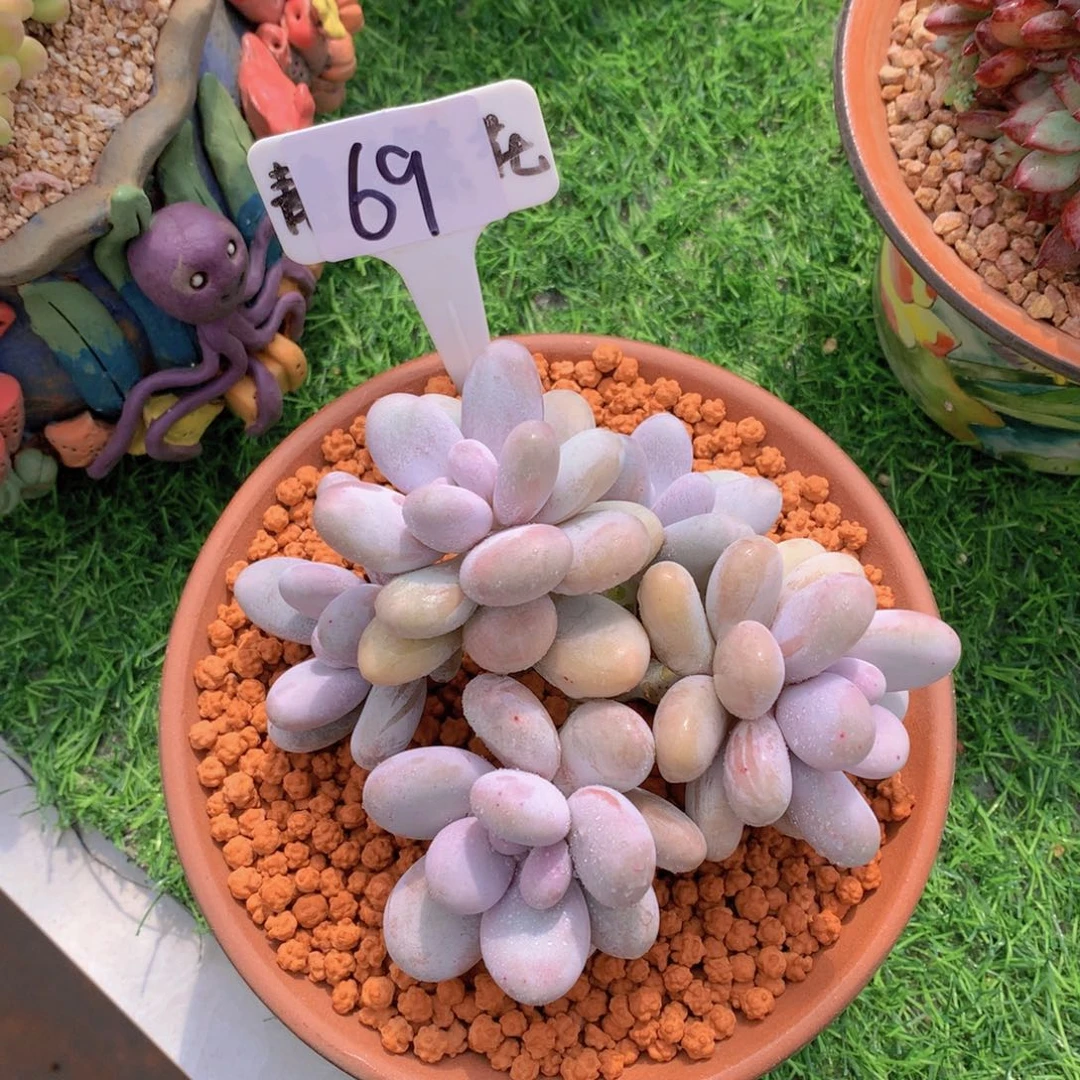 心****师原是奶酪多肉汁啊，