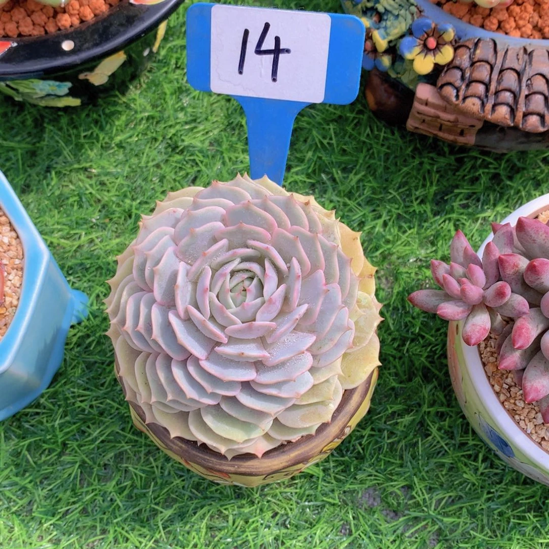 不**风露娜连多肉植物