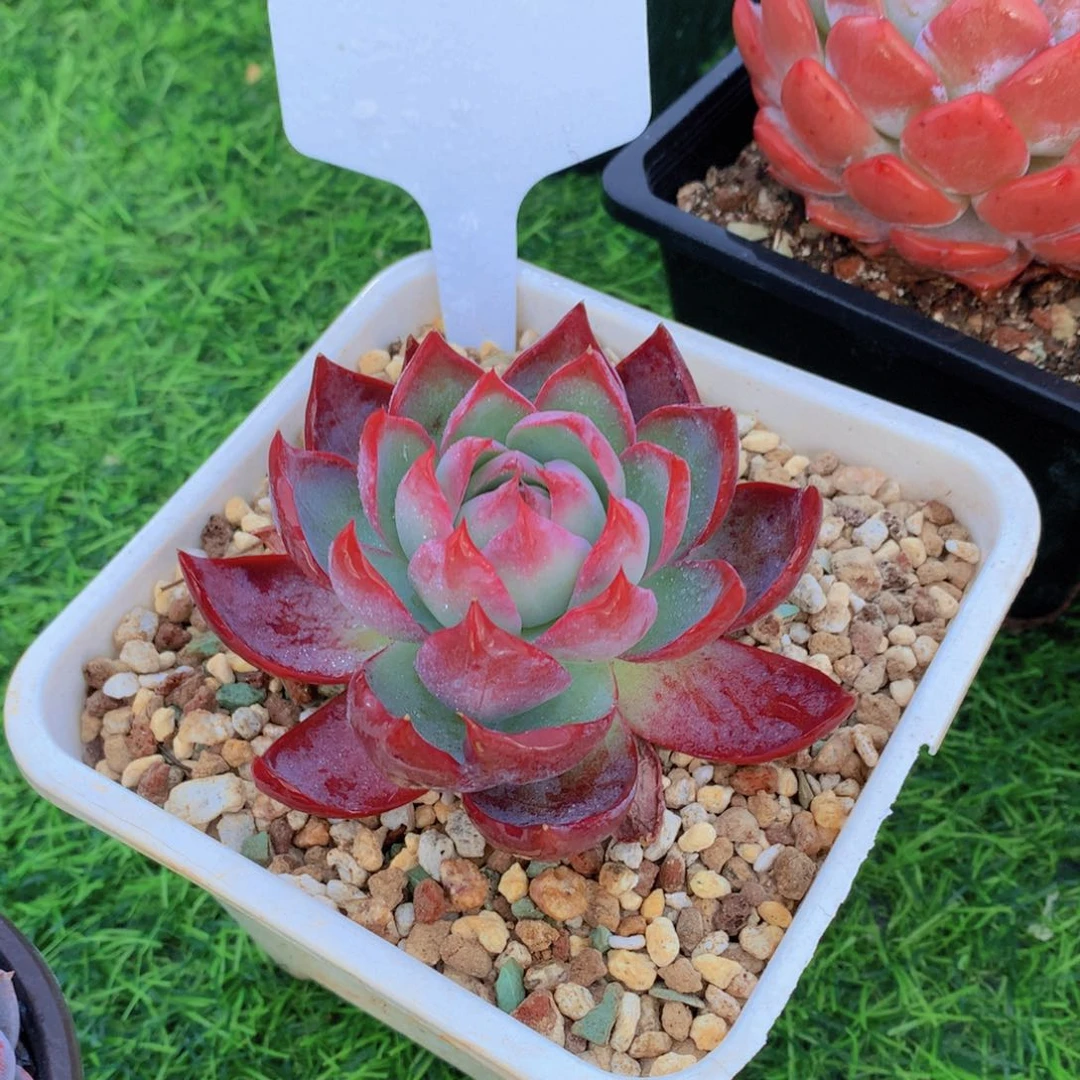 惊鸿仙子多肉727272