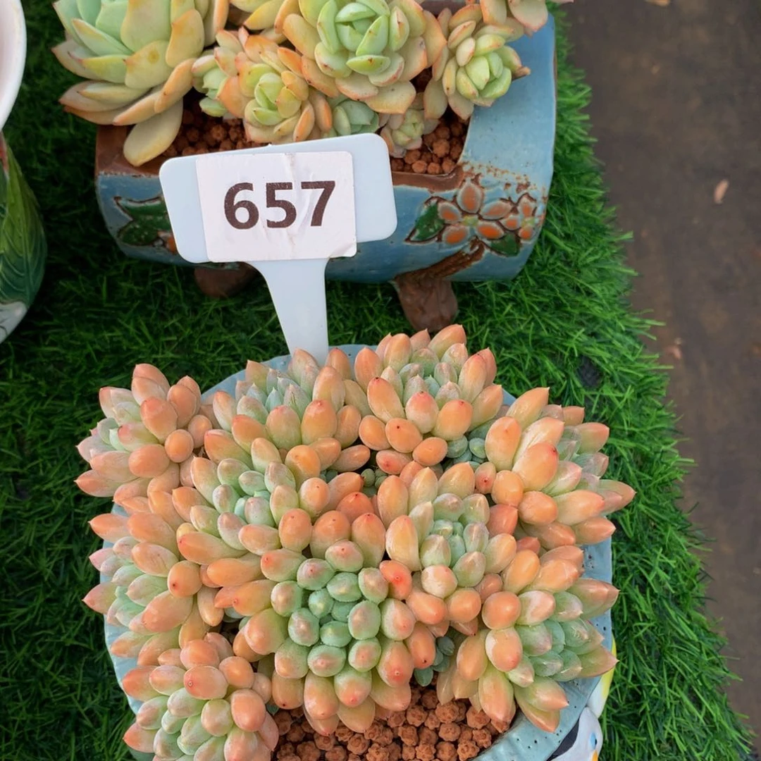 蹄****～奶糖多留胡子五7272727