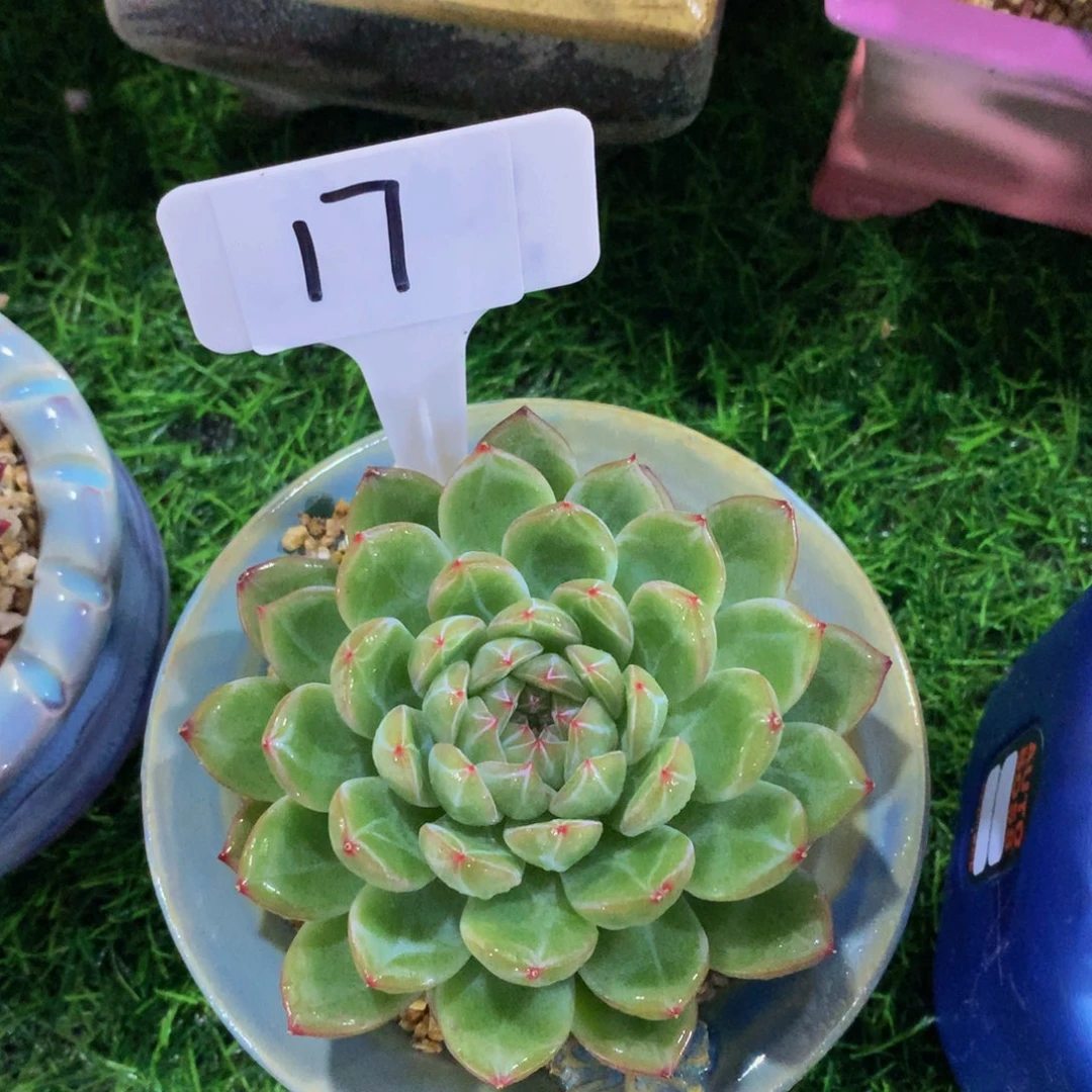 小*雪花珍妮多肉7272727