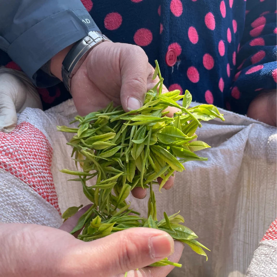 【正味兰香白茶】浓香兰香不苦不涩正宗安吉原产地白茶