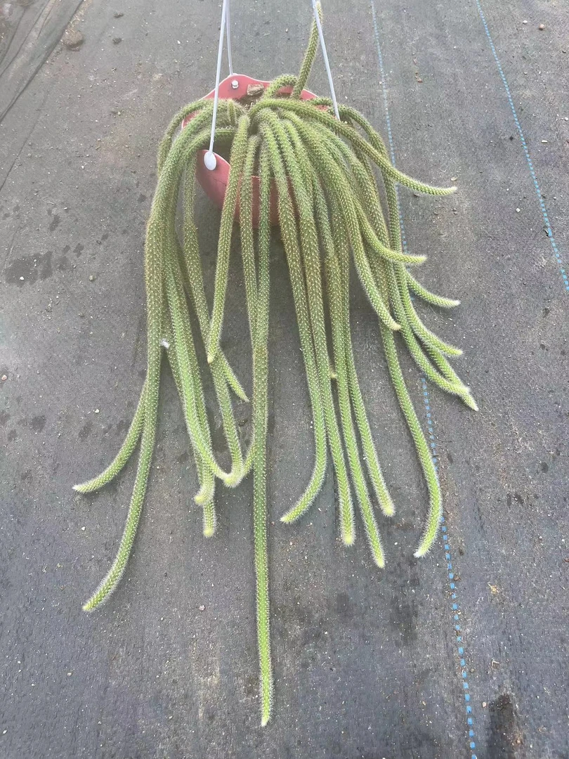 【一物一拍，以实物为准】鼠尾开花植物
