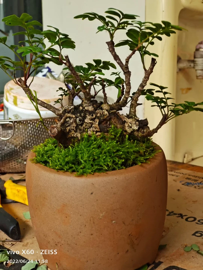 各类盆景 清香木 羊蹄甲 黄杨