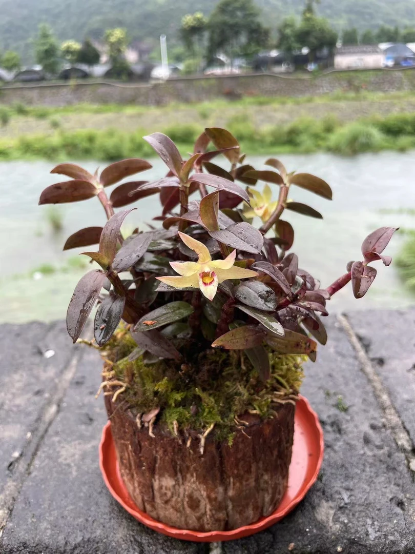 雁荡山铁皮石斛两年红苗可食用木桩现种