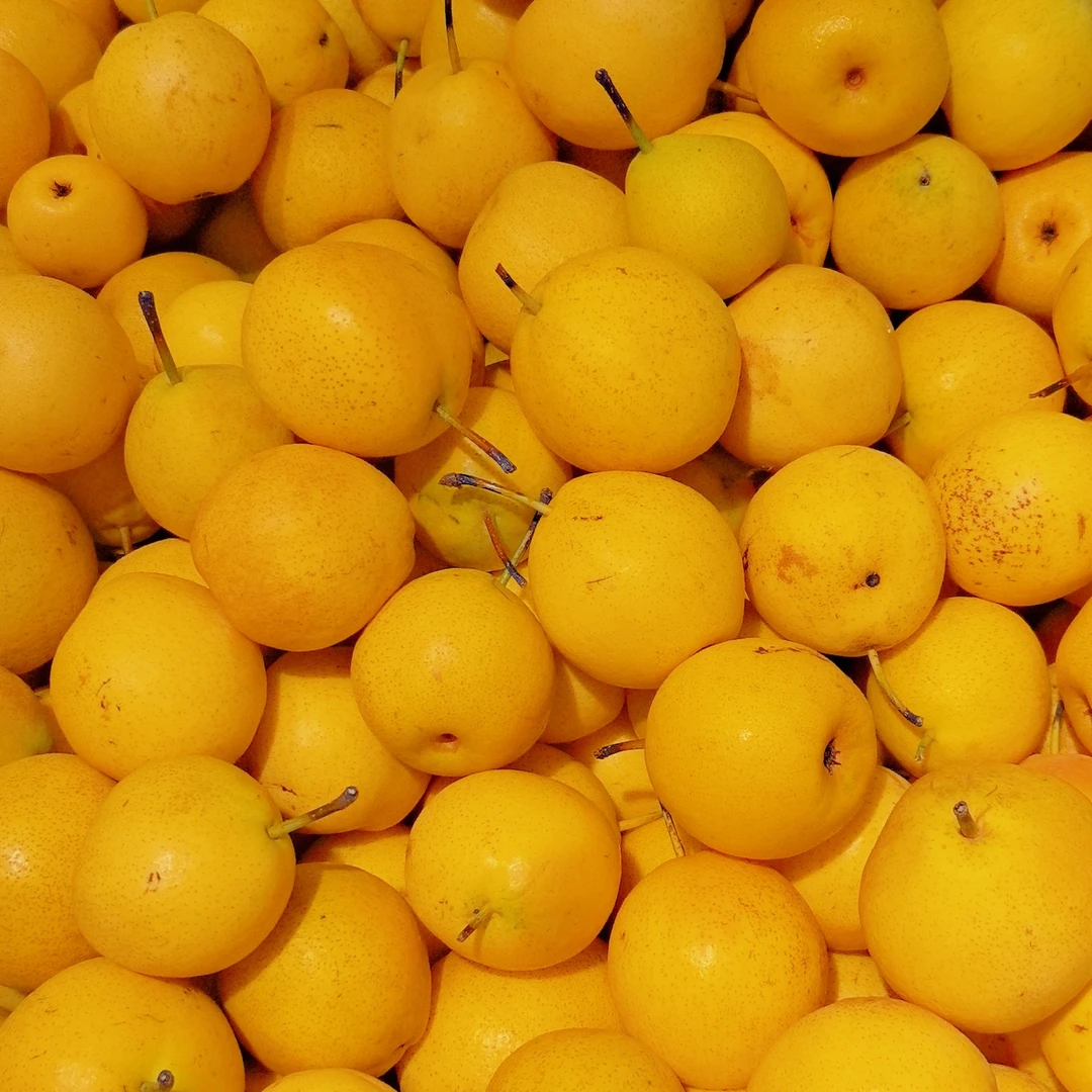 海城好吃南国梨1斤大果