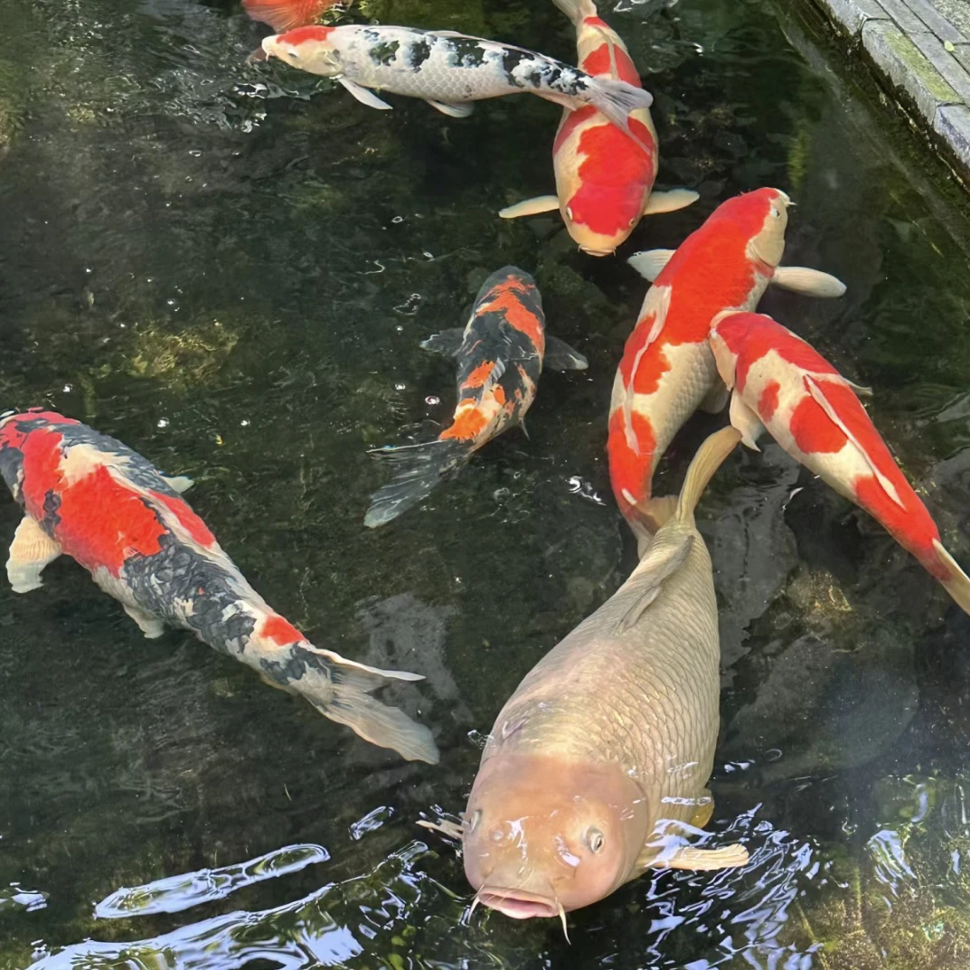 精品锦鲤观赏鱼锦鲤锦鲤