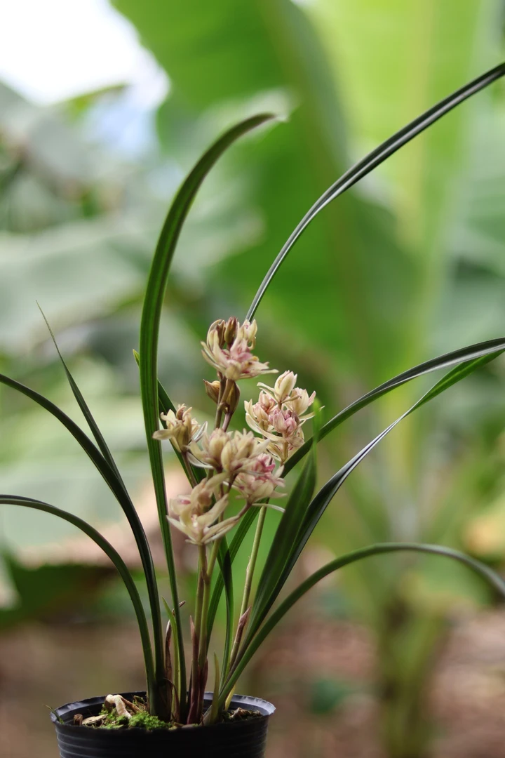 中国兰花直播无机兰花富山奇蝶白玉兰我从山中来带着兰花草