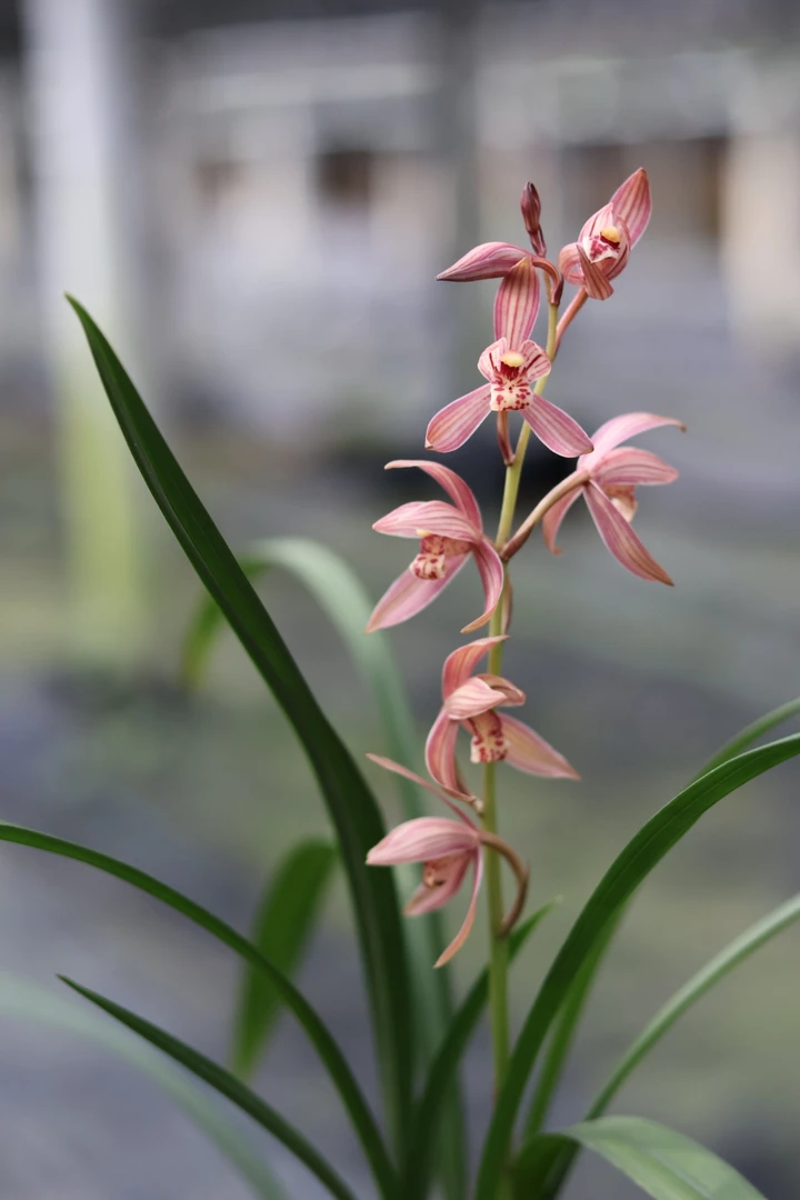 中国兰花 建兰满堂红 室内绿植花卉好养易活3苗发货