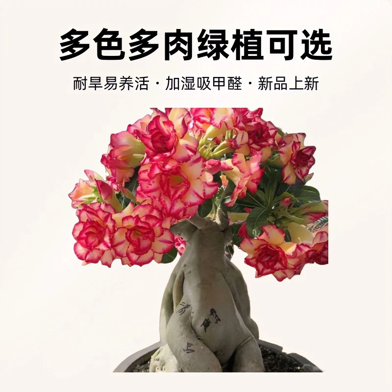 精品植物沙漠玫瑰盆栽露养老根怪根原生嫁接好养室内绿植可选