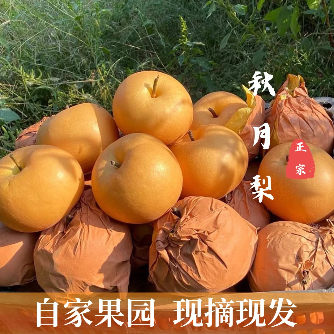 【正宗】保真正宗山东莱阳头茬秋月梨脆甜新鲜爽口化渣皮薄肉厚