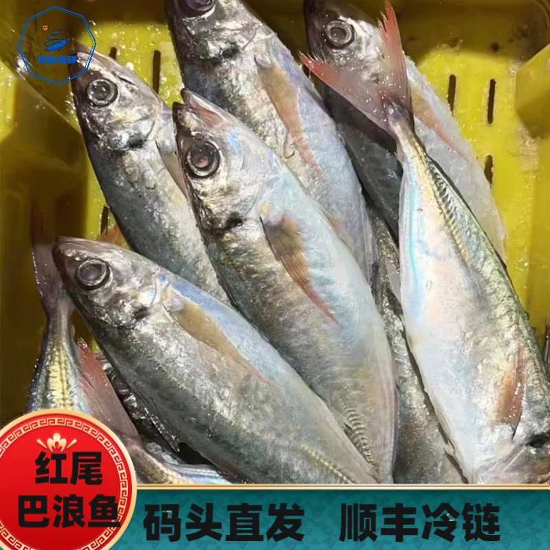 【码头直发】灯照野生红尾大巴浪六斤福建祥芝港海鲜顺丰冷链
