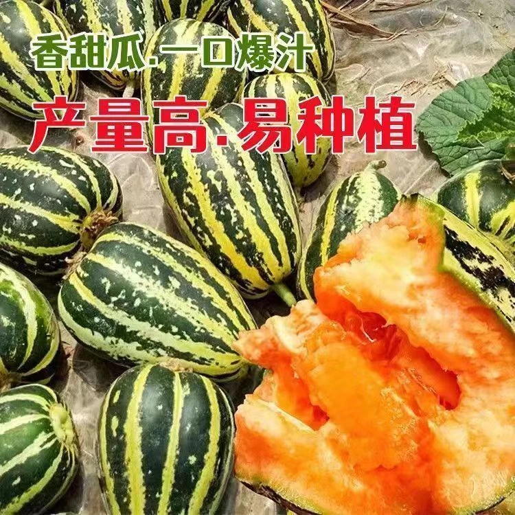 【全场满5元包邮】冰糖子甜瓜种子四季种植小瓜籽庭院水果种子高产