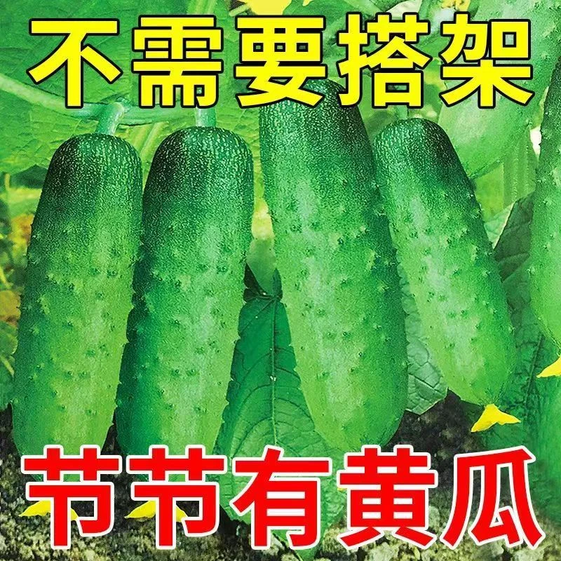 【全场满5元包邮】水果黄瓜种子高产压趴架四季盆栽春秋黄瓜种旱籽
