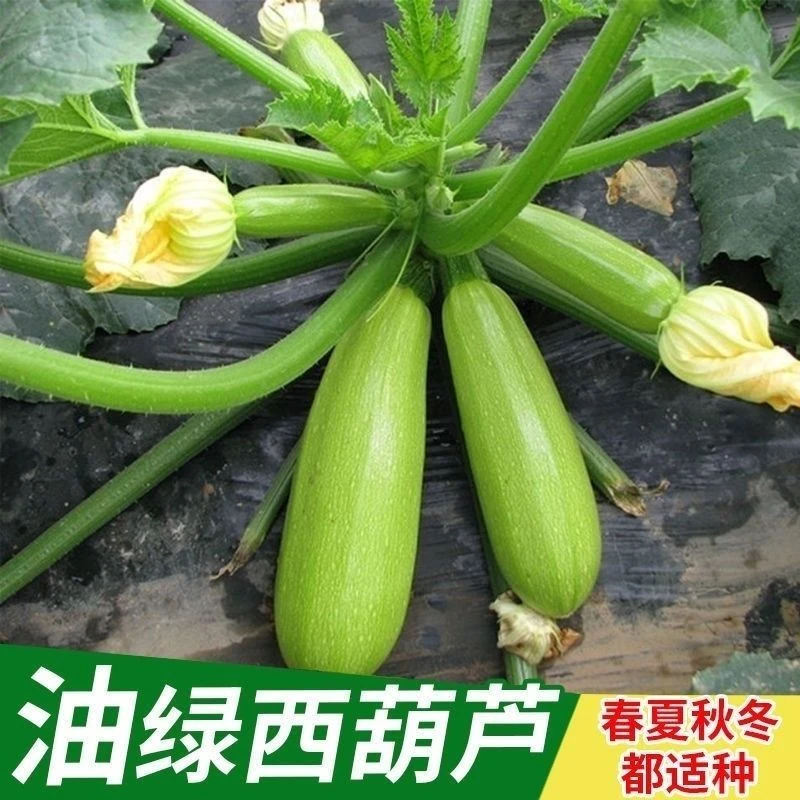 【全场满5元包邮】早青一代杂交西葫芦种子西葫种籽占瓜菜茭瓜种子