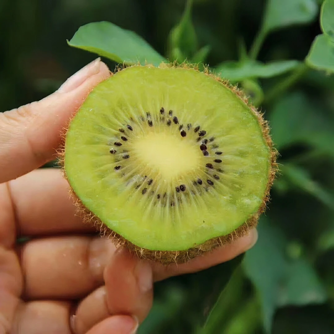 徐香猕猴桃新鲜现摘营养香甜 礼盒装5斤/10斤    小果5斤/10斤