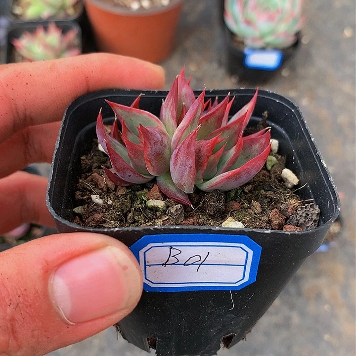 B01惊鸿仙子多肉群