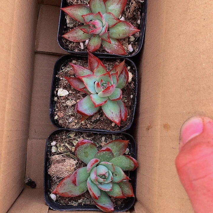 惊鸿仙子多肉A23