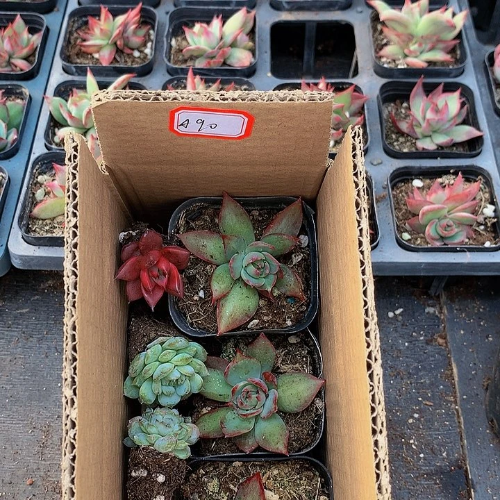 惊鸿仙子多肉A90