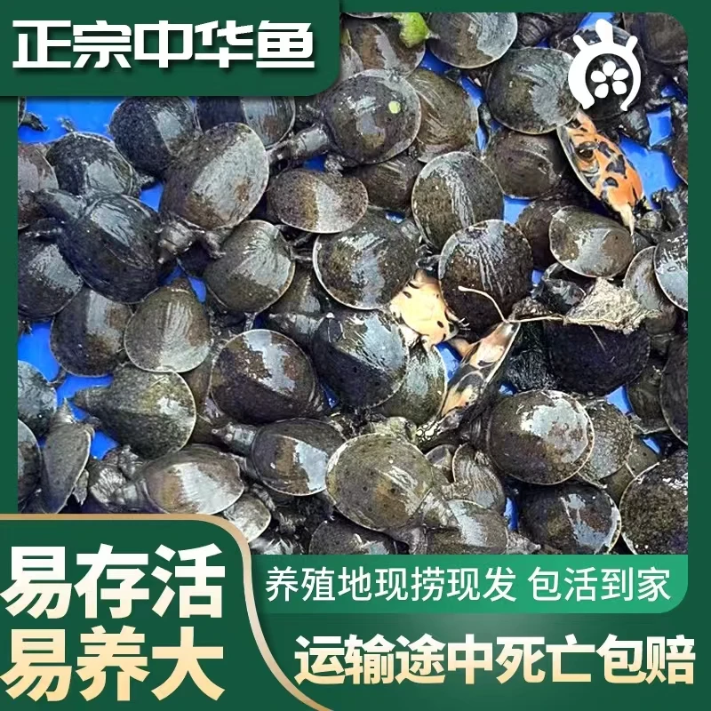 生态苗精品鳖发货正宗冷水养殖中华鳖