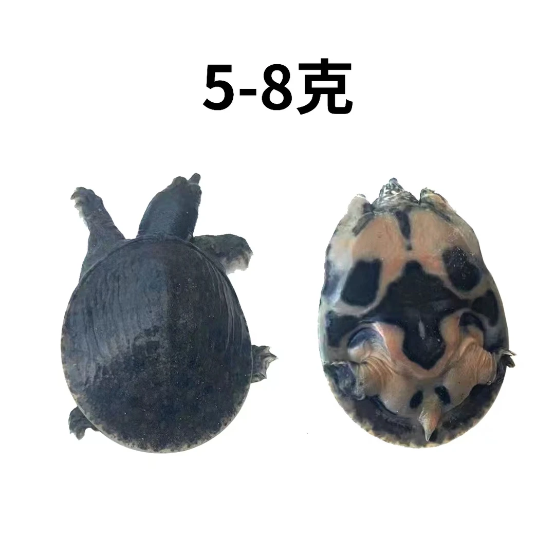 放养甲鱼苗小甲鱼苗玥玥五朵黑花生态外塘规格5-8