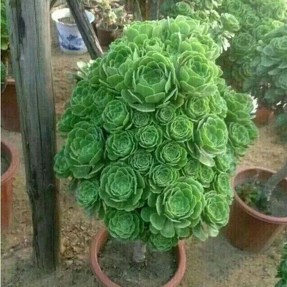 绿羊绒绿玫瑰多肉法师特价多头法师小苗法师多肉老桩绿植盆栽室内