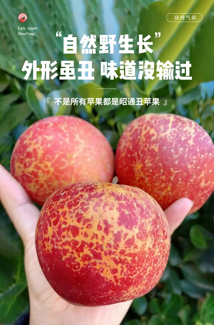 （正宗云南糖心苹果）2024新鲜采摘红富士丑苹果。脆甜多汁10斤