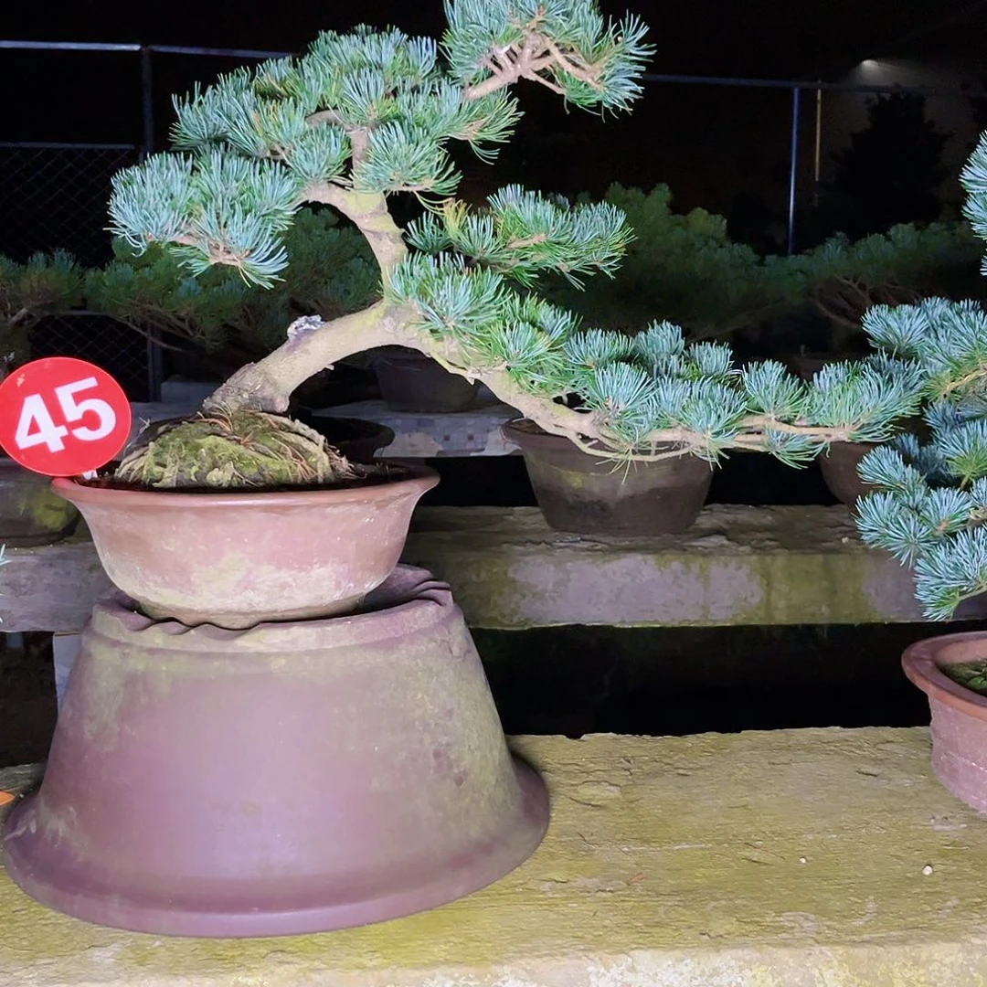 宫岛大阪松宫岛大阪松