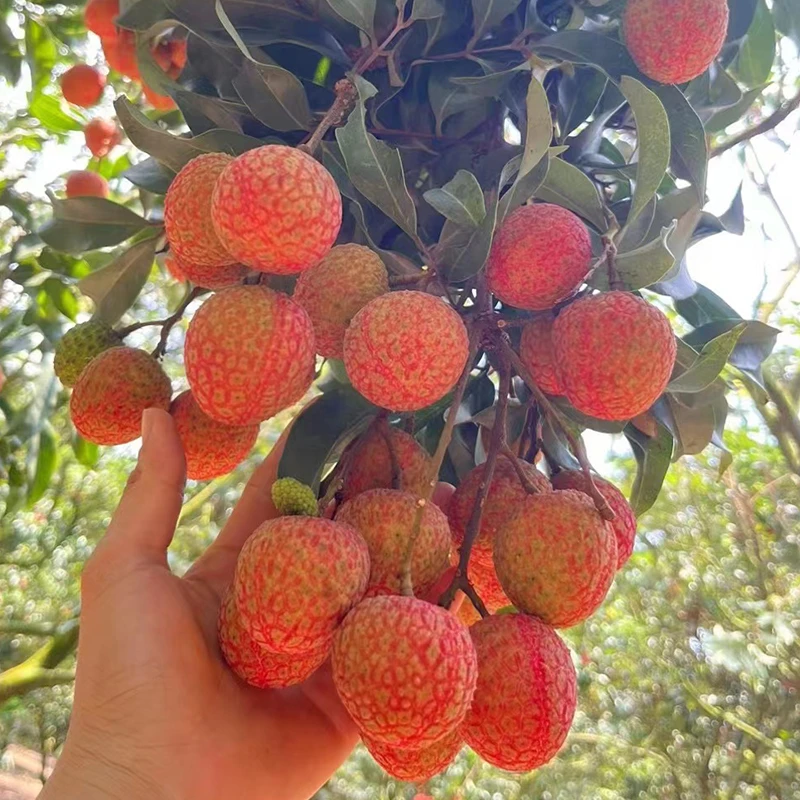 【广东省内下单入口】广东高州白糖罂荔枝现摘现发礼盒装