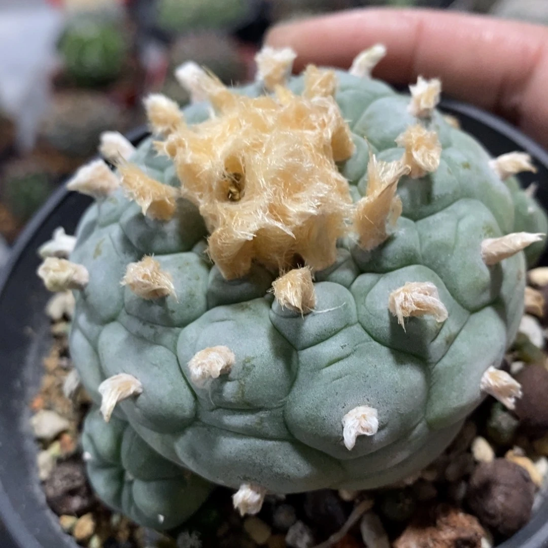 【闪购商品】葫芦海鲜