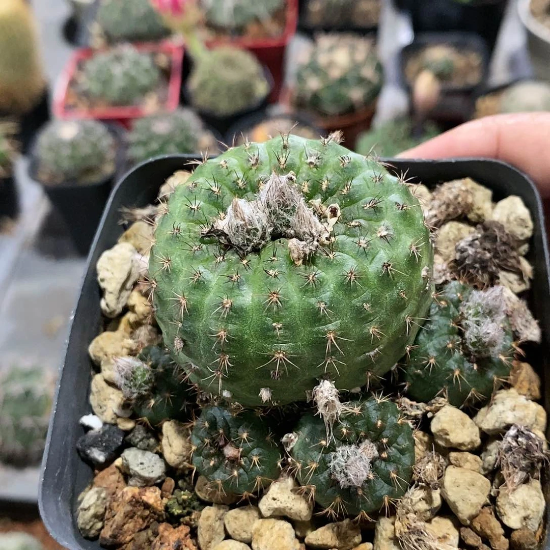 【闪购商品】狸之子母本