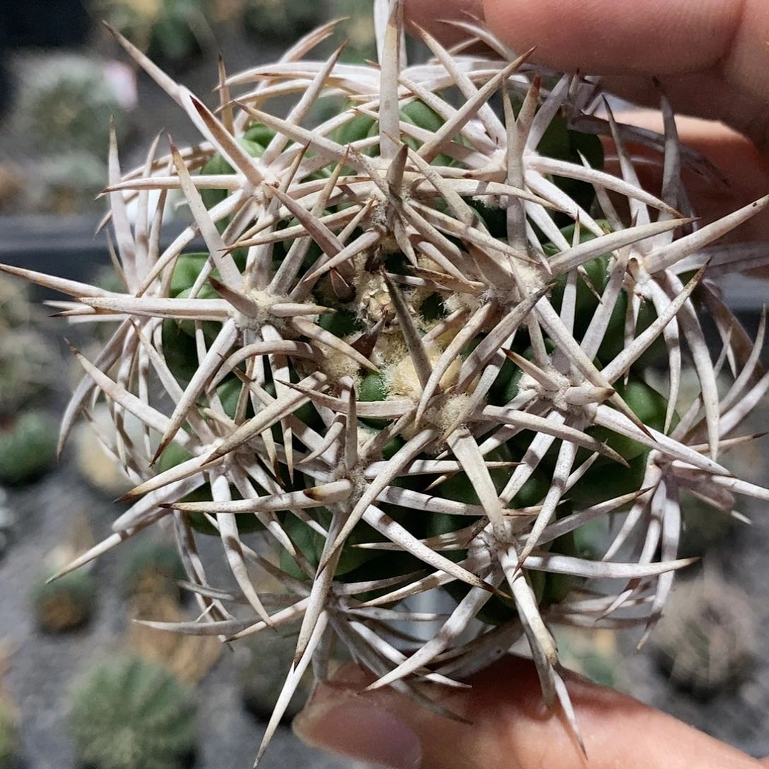 【闪购商品】54五十铃碧岩玉