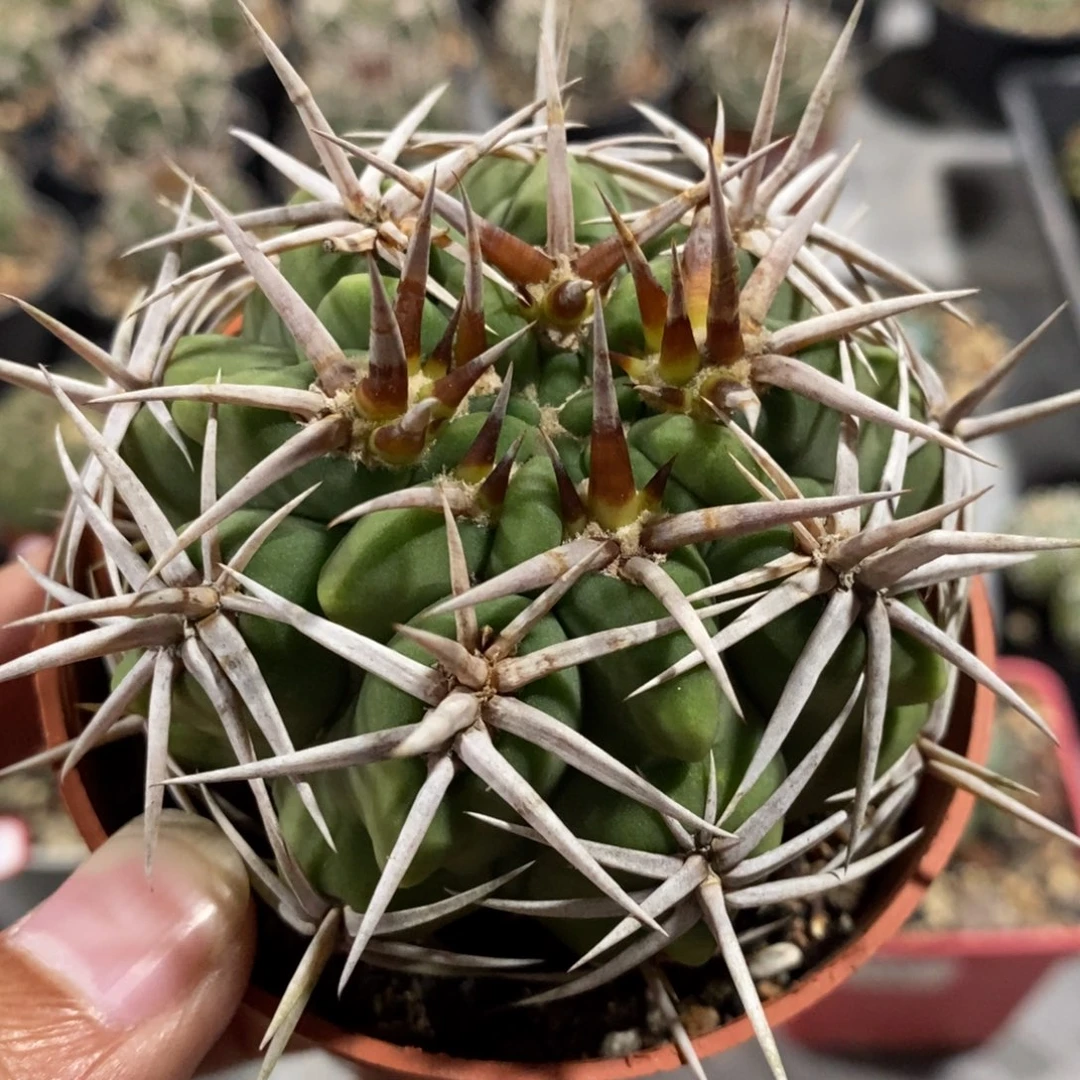 【闪购商品】839多中刺碧岩玉