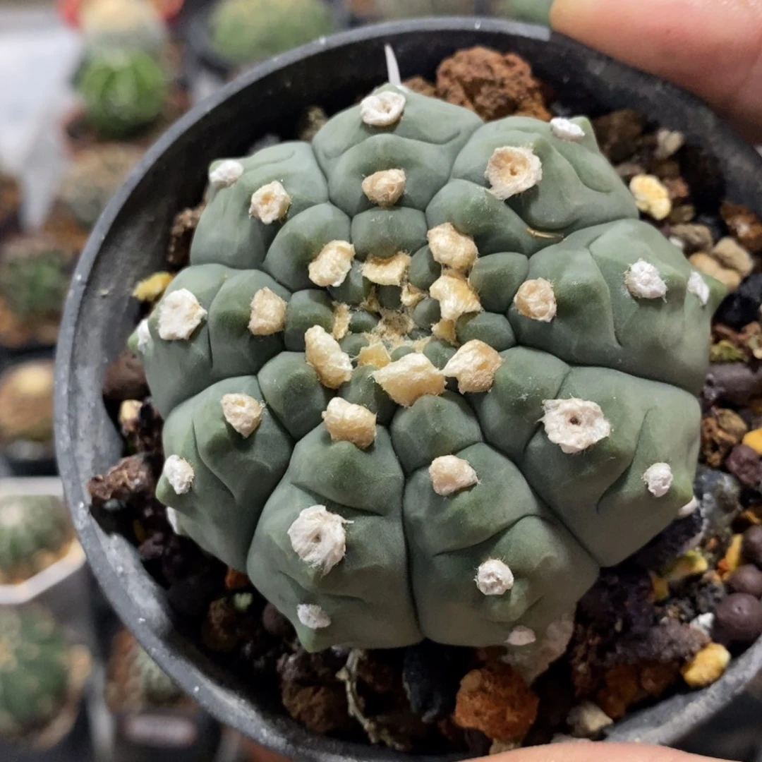 【闪购商品】一本刺变异