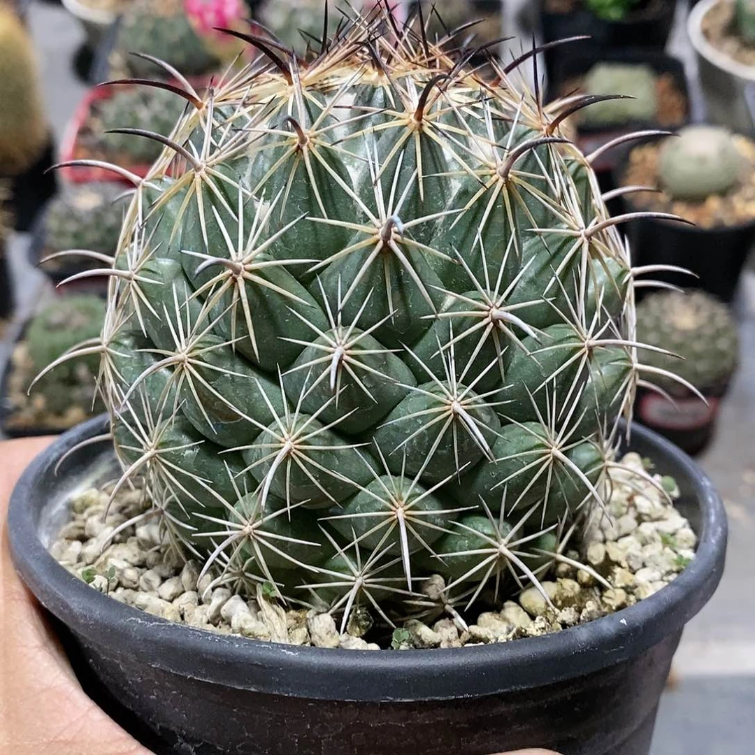 【闪购商品】101胜雄