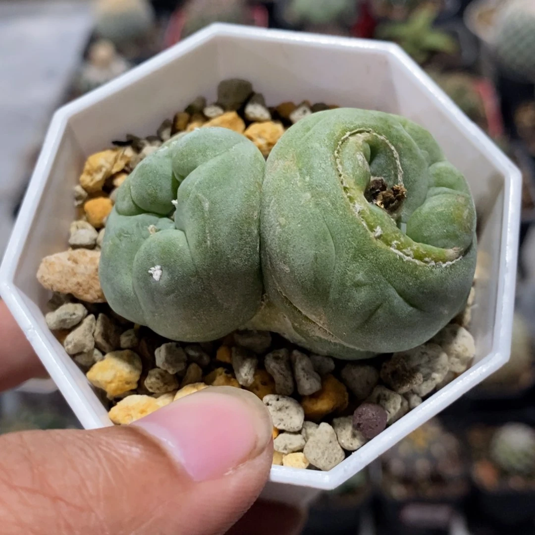 【闪购商品】毛缀海鲜