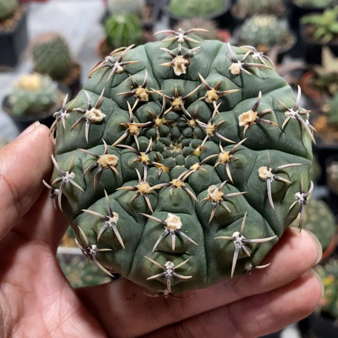 【闪购商品】820瑞昌玉