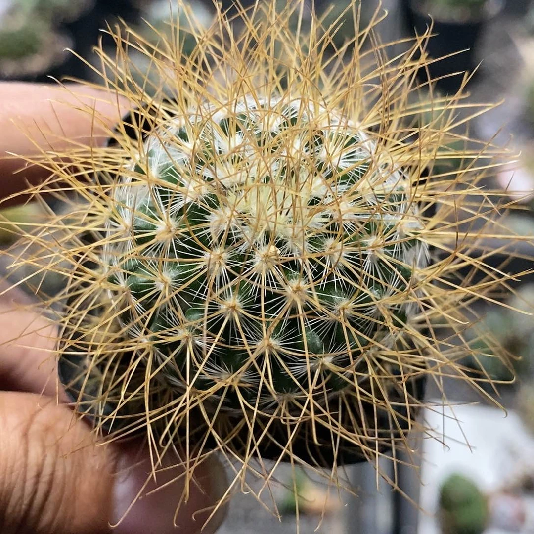 【闪购商品】118皇权