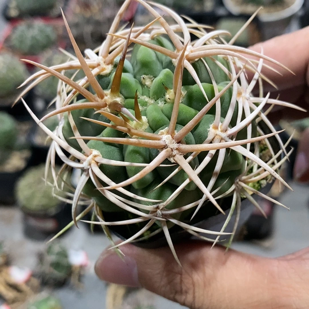 【闪购商品】178碧岩玉