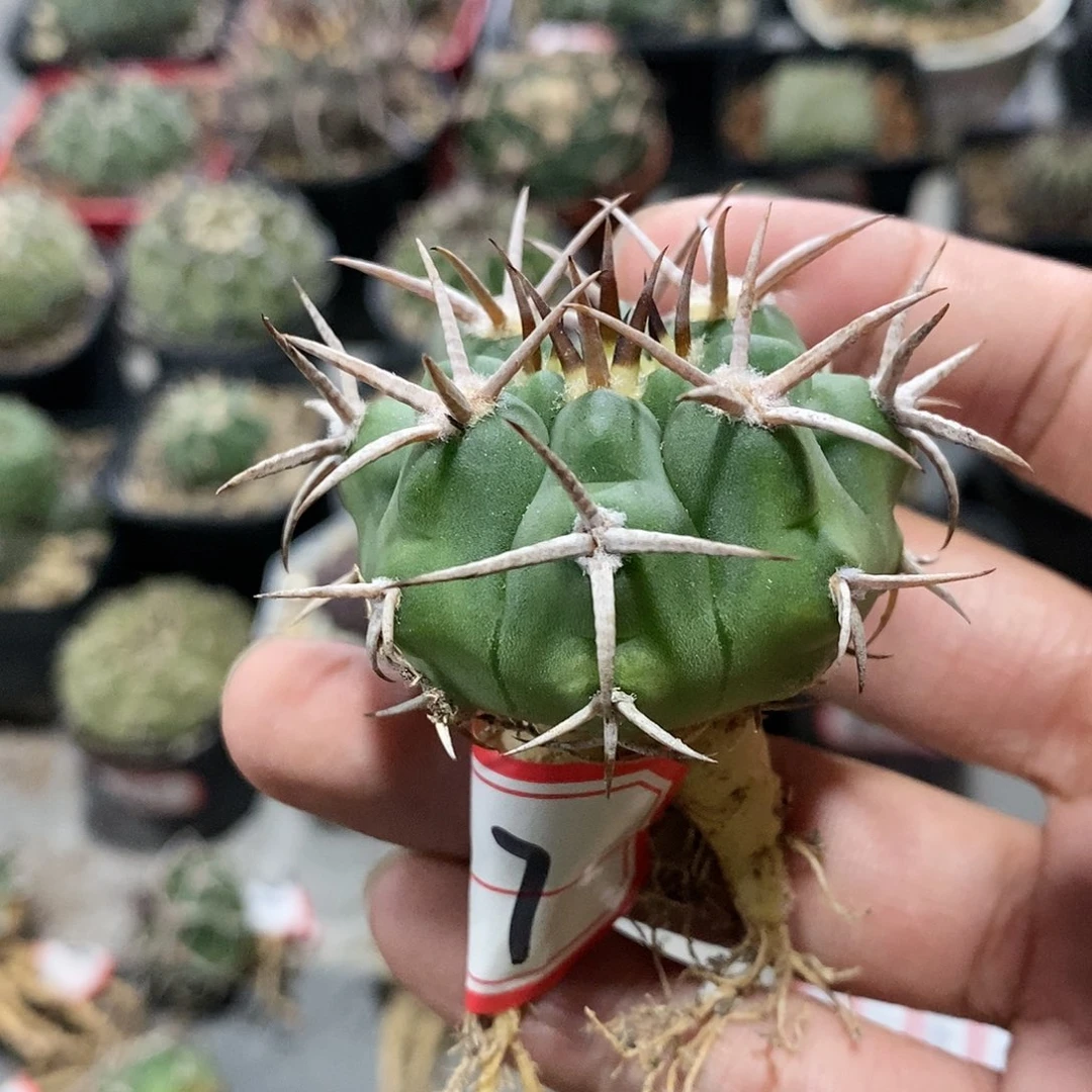 【闪购商品】77短刺碧岩玉