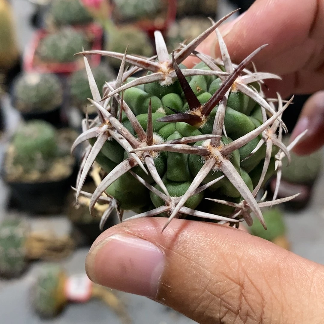 【闪购商品】100碧岩玉