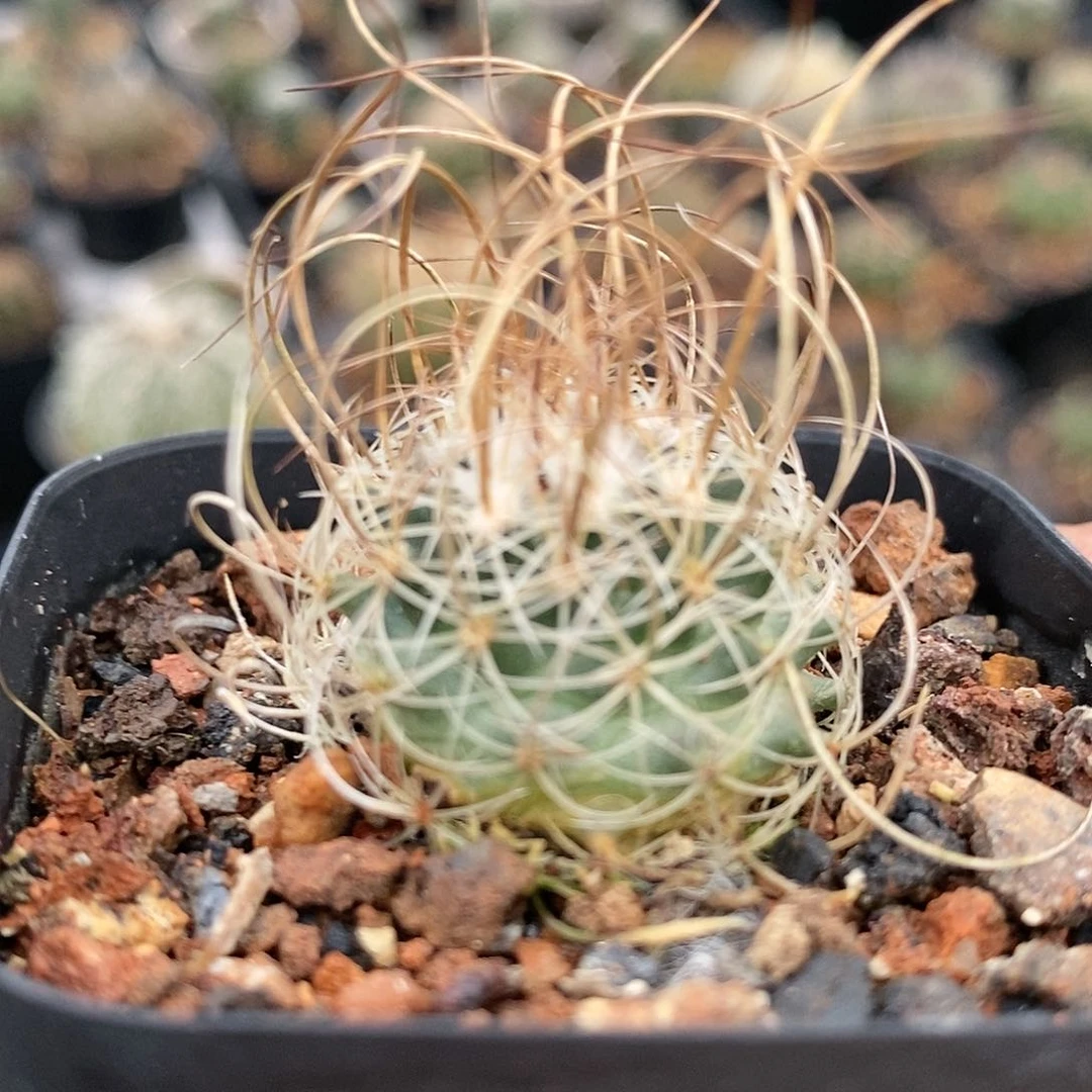 【闪购商品】草刺娇丽
