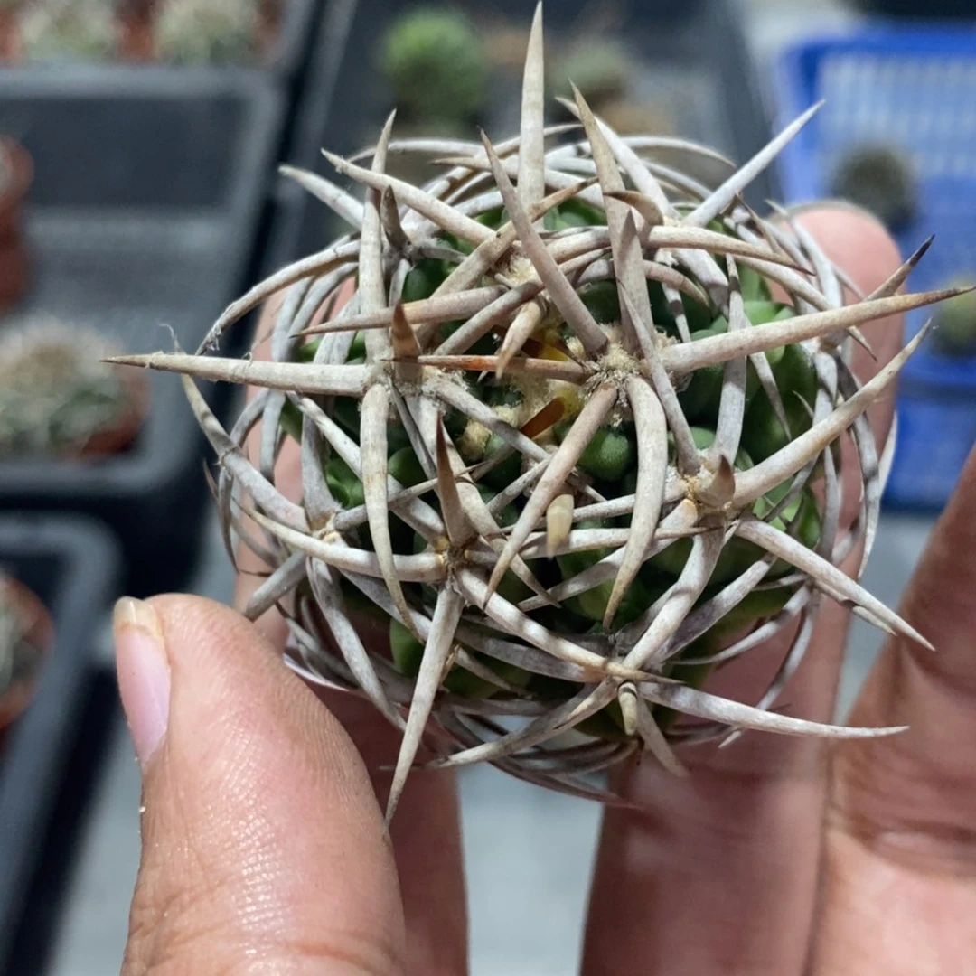 【闪购商品】829豪刺碧岩玉