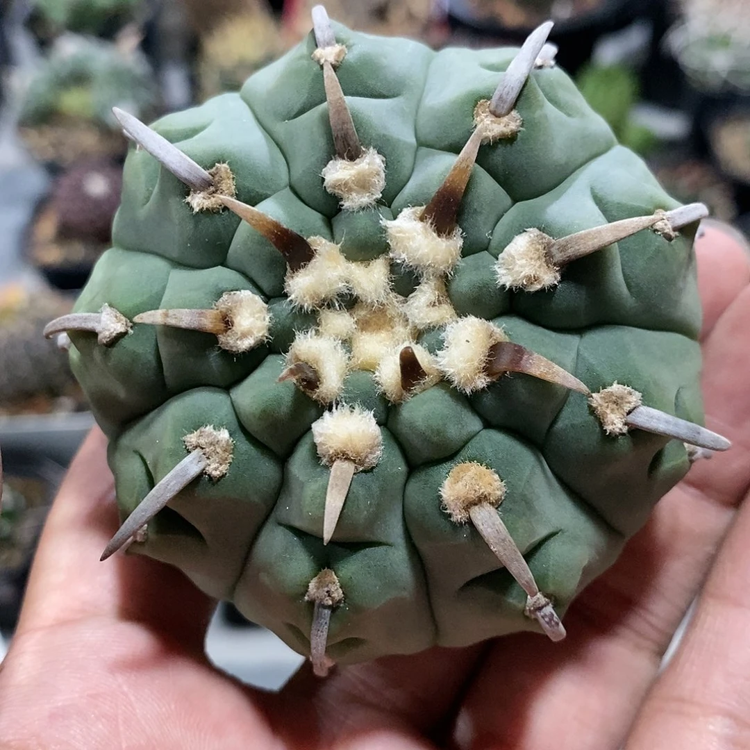 【闪购商品】194短豪刺一本