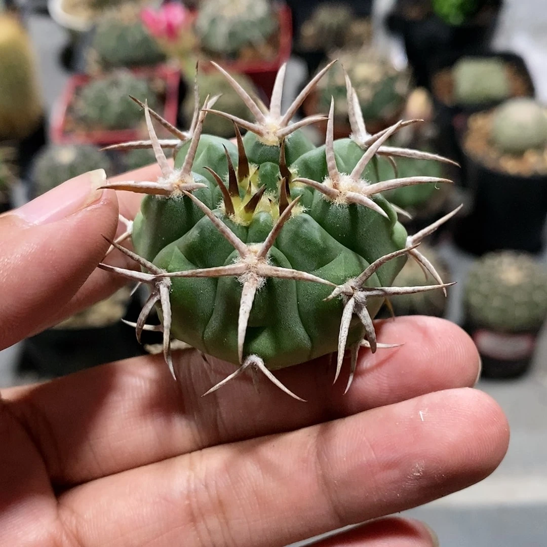 【闪购商品】77短刺碧岩玉