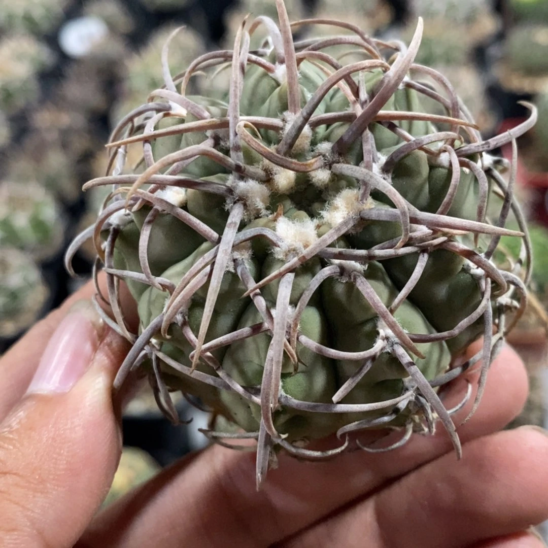 【闪购商品】788三枪玉